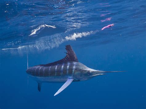Marlin .